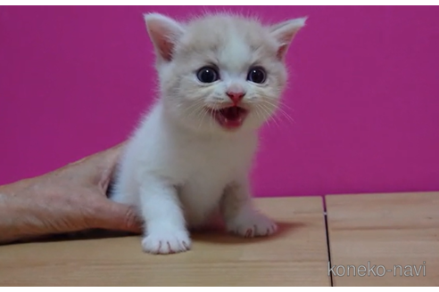 成約済の東京都のスコティッシュフォールド-92438の2枚目